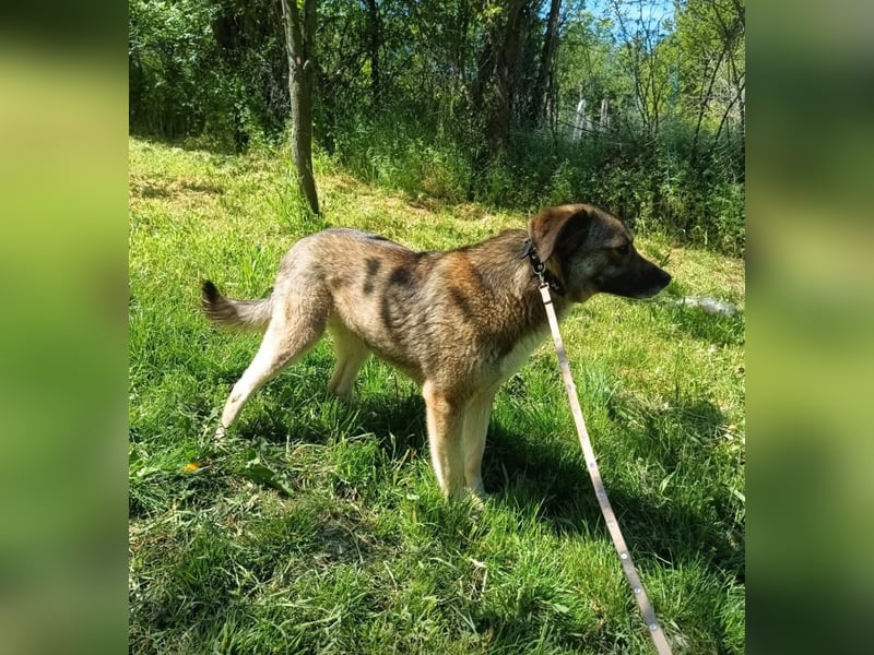 Kara Tierschutzhund sucht ein Zuhause