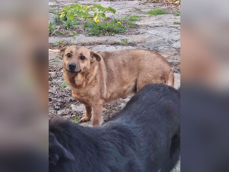 ⭐️FUNNY⭐️, Hündin, 8,5 Jahre, 35 cm, Mischling, Tierschutz