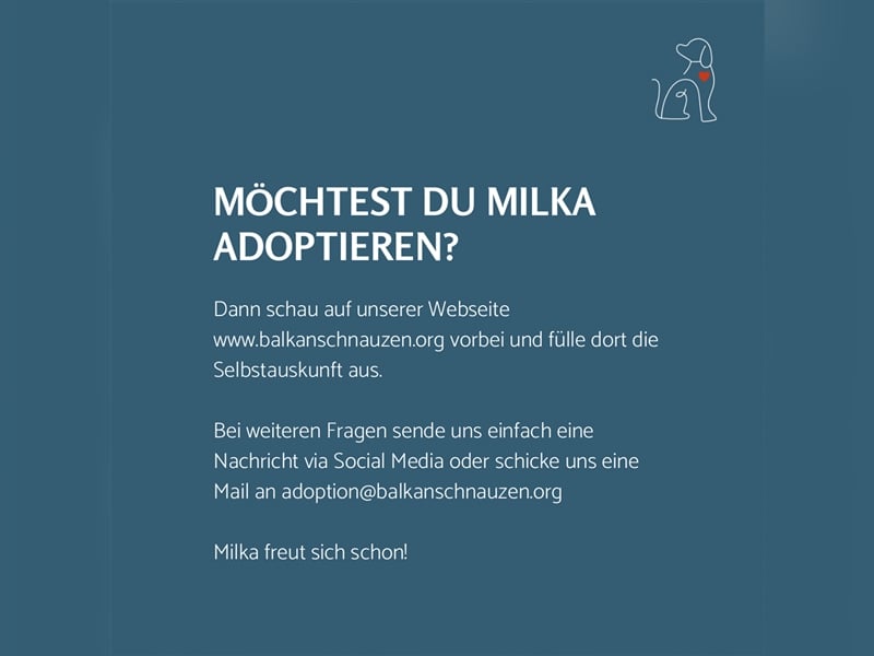 Milka - ca. 3 Jahre alt - sucht ihre Menschen