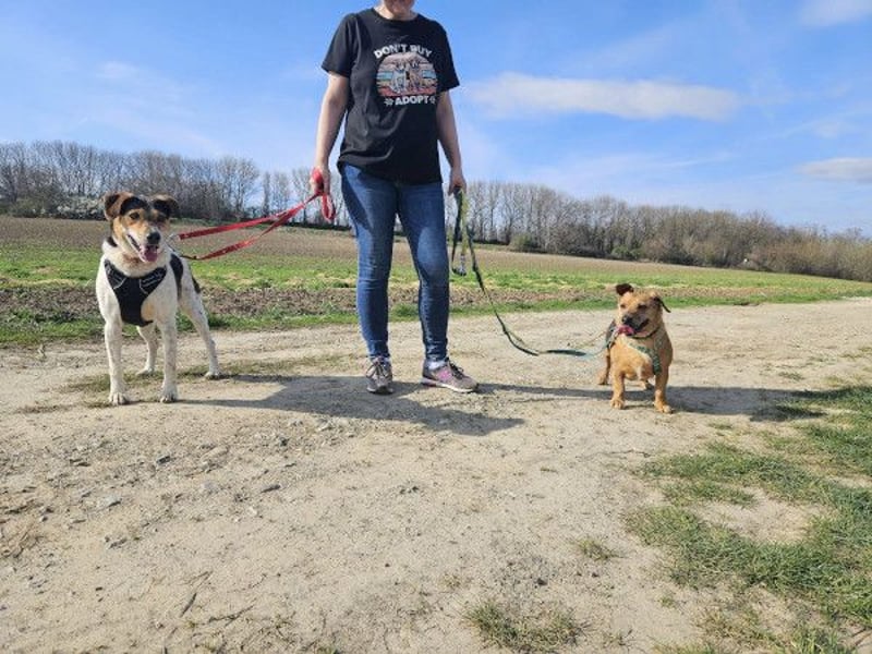 Ginger will Zuhause ankommen