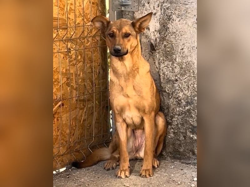 BROWN BEAUTY, Hündin, 1 Jahr, 55 cm, Mischling, Tierschutz