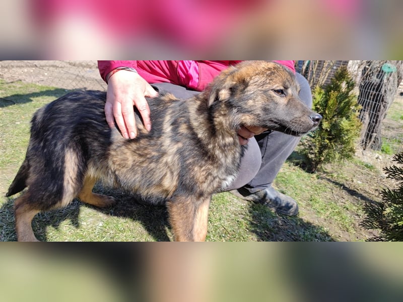 Mila – 6 Monate, zauberhaftes Hundekind mit Schäffi Zeichnung