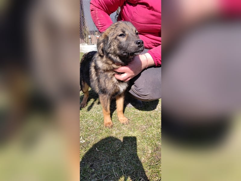 Mila – 6 Monate, zauberhaftes Hundekind mit Schäffi Zeichnung