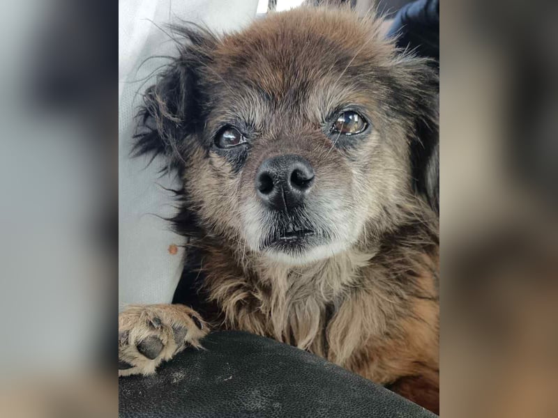 ⭐️GIPSY⭐️, Hündin, 8 Jahre, 28 cm, Mischling, Tierschutz
