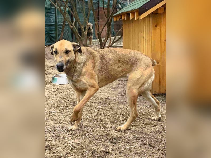 ⭐️KATHI⭐️, Hündin, 7 Jahre, 55 cm, Mischling, Tierschutz
