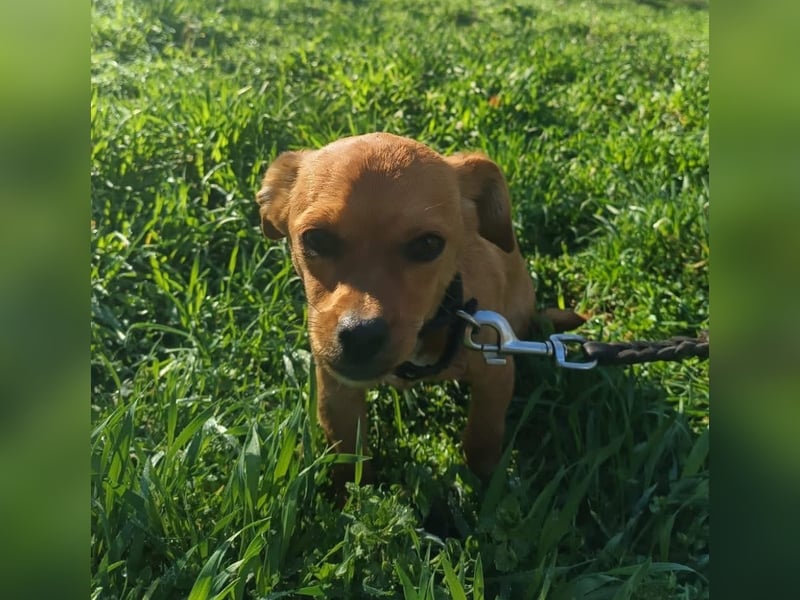 Eda Tierschutzhund sucht ein Zuhause