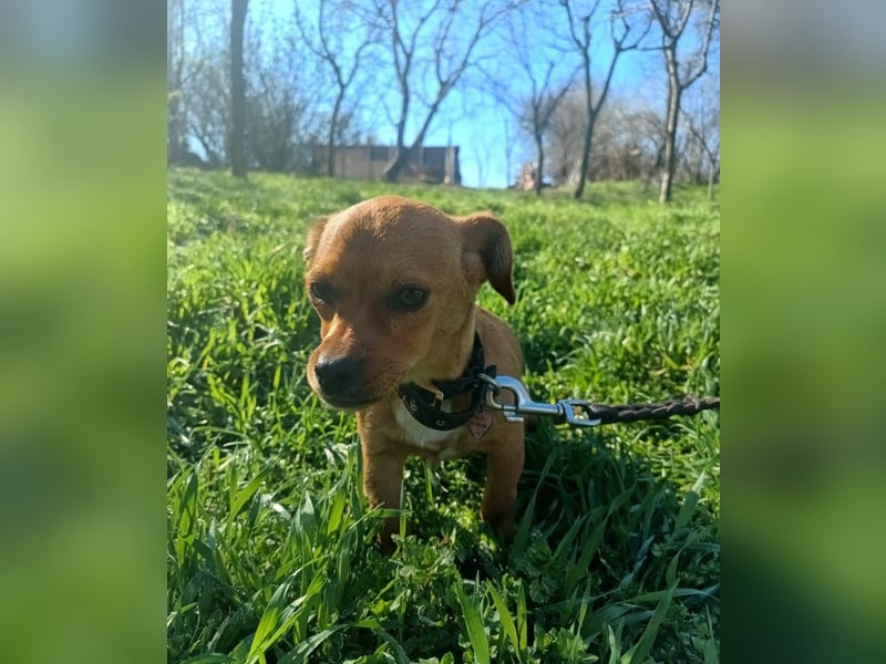 Eda Tierschutzhund sucht ein Zuhause
