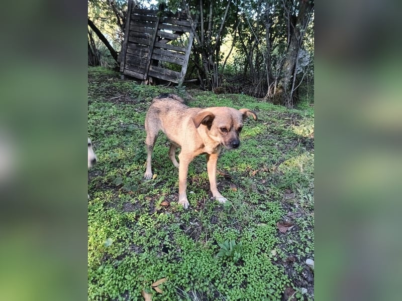 Maja Tierschutzhund sucht ein Zuhause