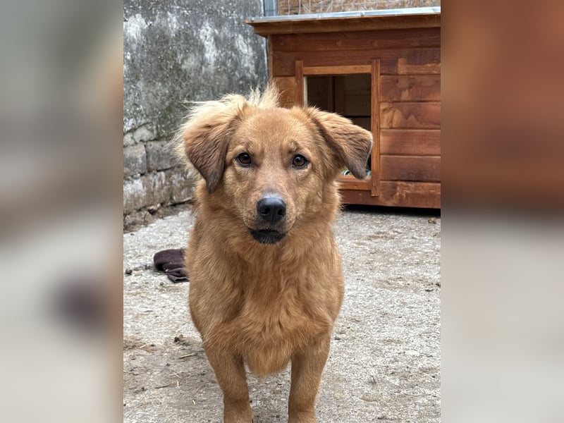 DIXY, Hündin, 2 Jahre, 30 cm, Mischling, Tierschutz