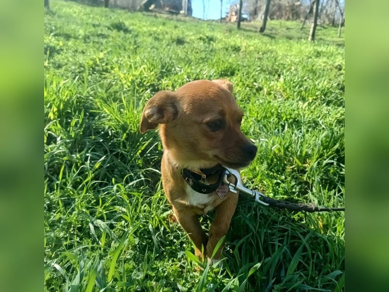 Eda Tierschutzhund sucht ein Zuhause