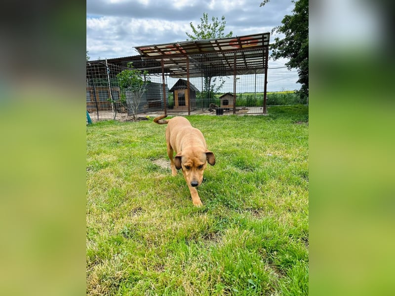 Fata Tierschutzhund sucht ein Zuhause