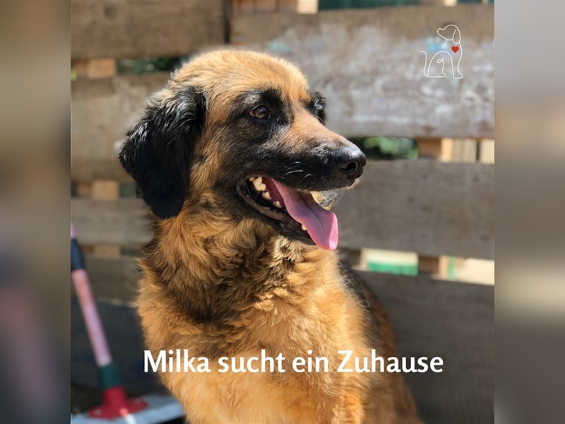 Milka - ca. 3 Jahre alt - sucht ihre Menschen