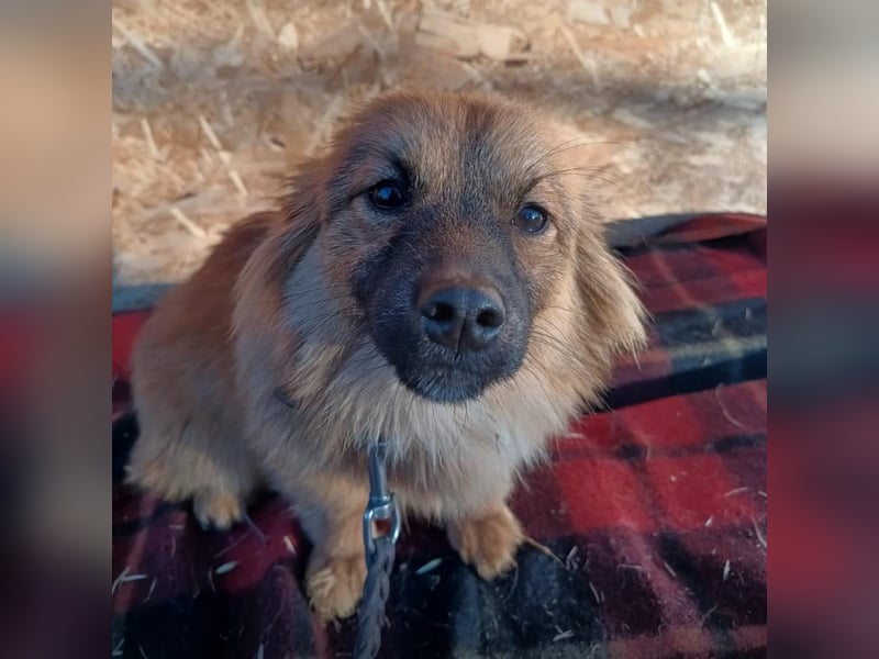 Suri Tierschutzhund sucht ein Zuhause