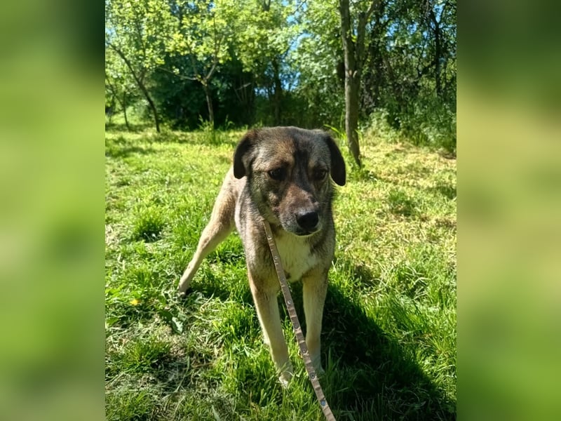 Kara Tierschutzhund sucht ein Zuhause