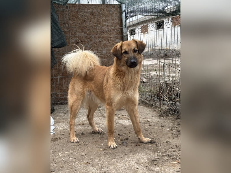 DISSY, Hündin, 2 Jahre, 50 cm, Mischling, Tierschutz