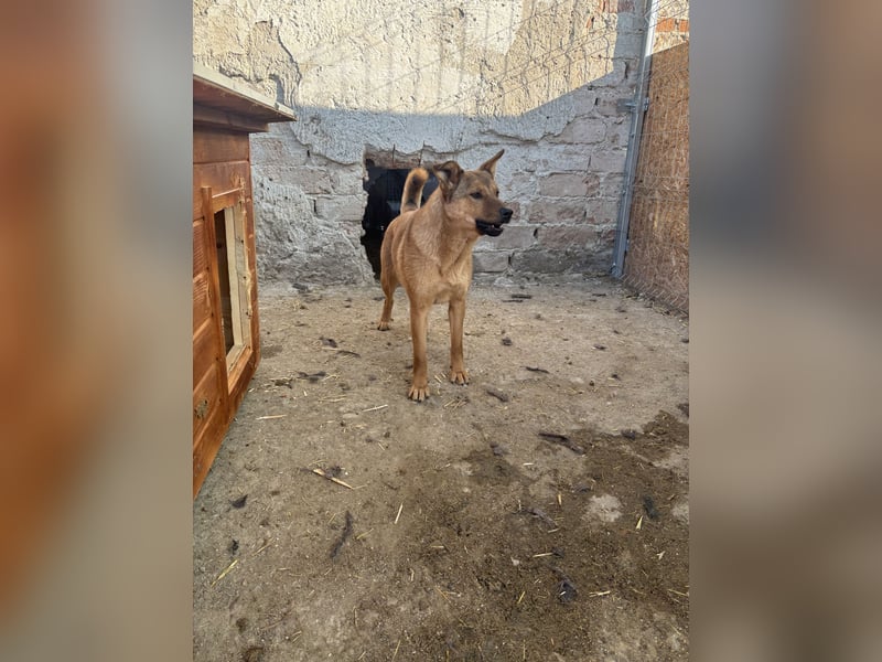 BROWN BEAUTY, Hündin, 1 Jahr, 55 cm, Mischling, Tierschutz