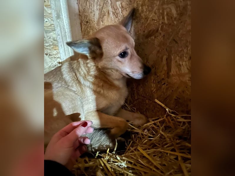 ⭐️FLORI⭐️, Hündin, 3,5 Jahre, 47cm, Mischling, Tierschutz