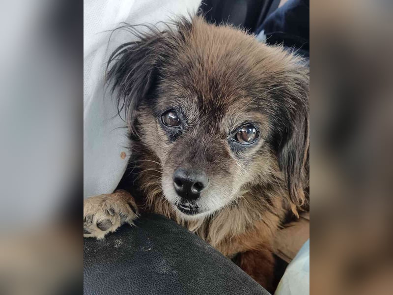 ⭐️GIPSY⭐️, Hündin, 8 Jahre, 28 cm, Mischling, Tierschutz