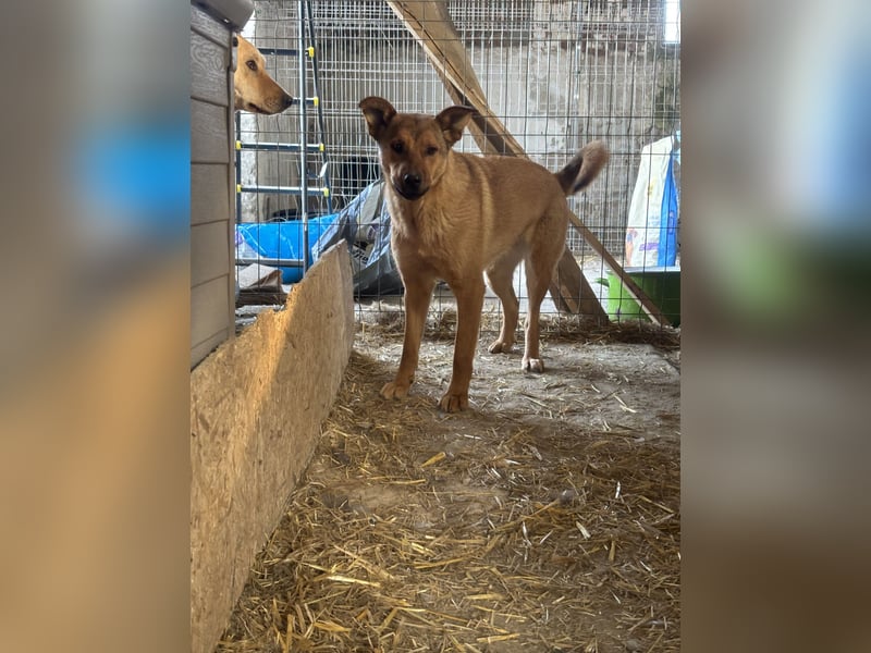 BROWN BEAUTY, Hündin, 1 Jahr, 55 cm, Mischling, Tierschutz