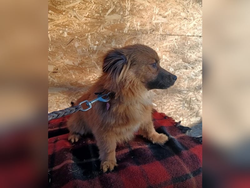 Suri Tierschutzhund sucht ein Zuhause