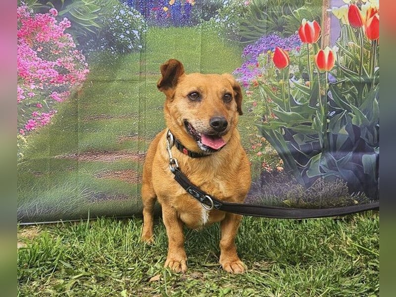 Ginger will Zuhause ankommen