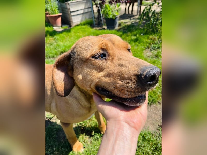 Fata Tierschutzhund sucht ein Zuhause