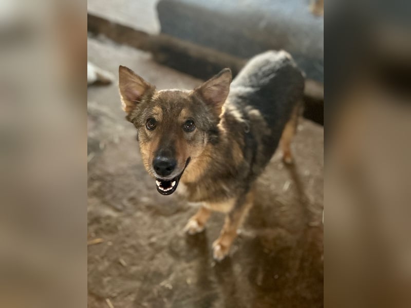 ⭐️HERA⭐️, Hündin, 3,5 Jahre, 48 cm, Mischling, Tierschutz