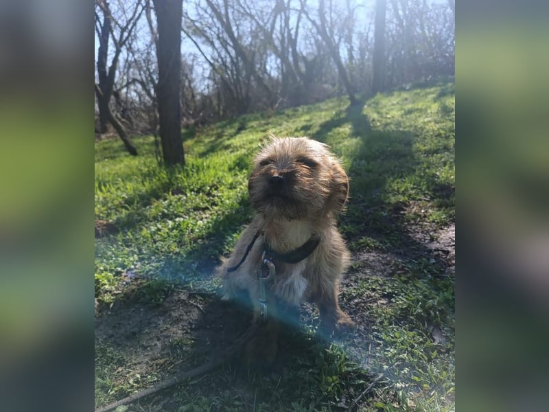 Penny Tierschutzhund sucht ein Zuhause