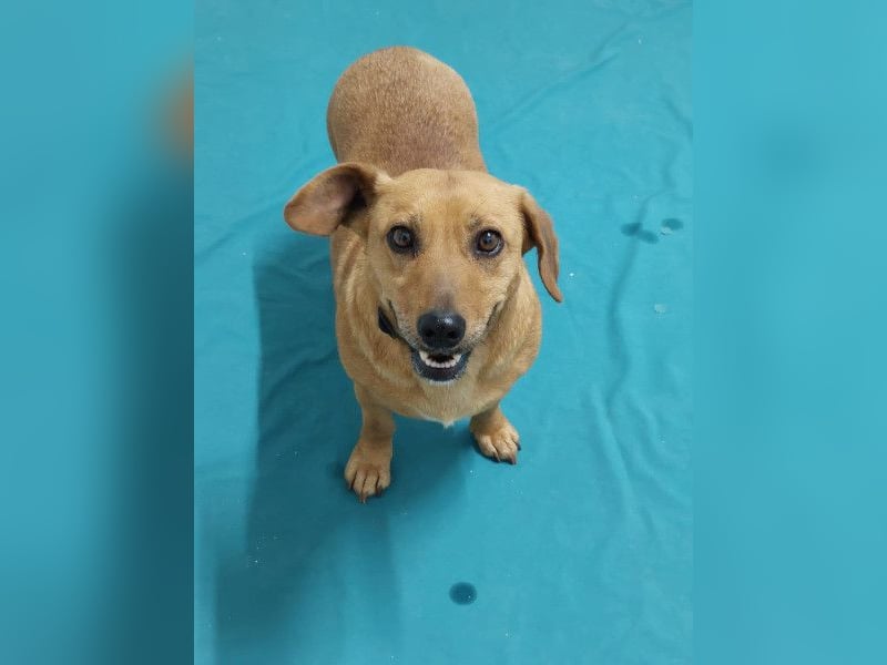 Ginger will Zuhause ankommen