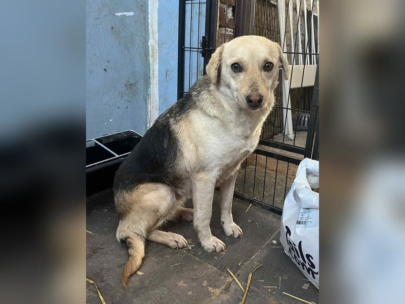 ⭐️MELLI⭐️, Hündin, 1,5 Jahre, 40cm, Mischling, Tierschutz