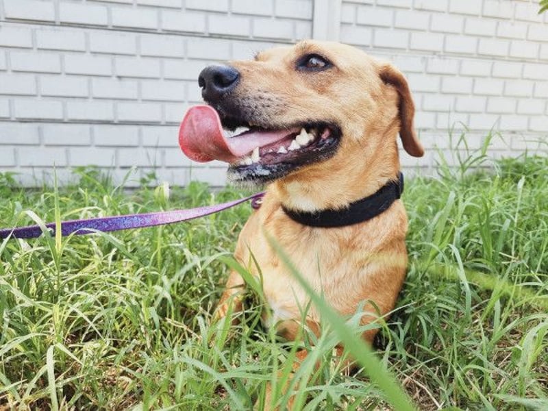 Ginger will Zuhause ankommen