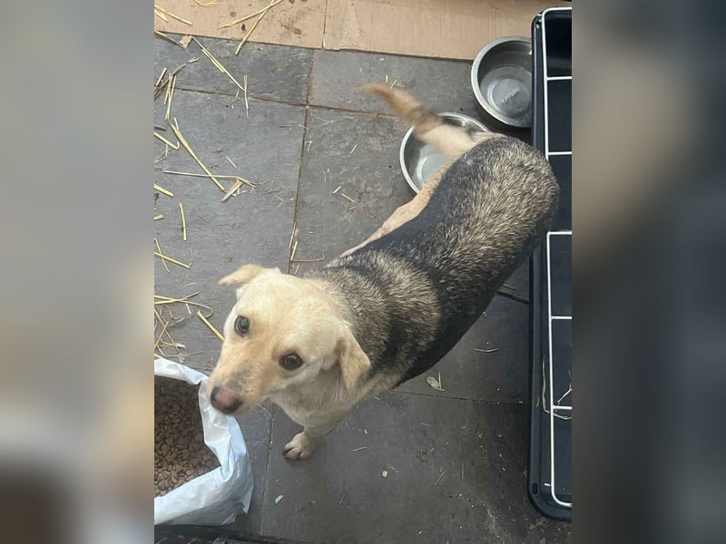 ⭐️MELLI⭐️, Hündin, 1,5 Jahre, 40cm, Mischling, Tierschutz