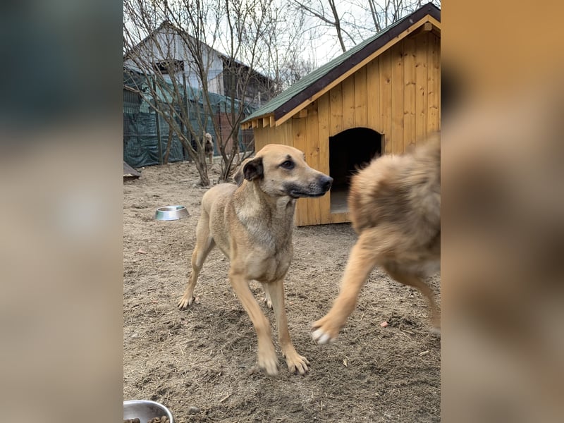 KATHI, Hündin, 6,5 Jahre, 55 cm, Mischling, Tierschutz