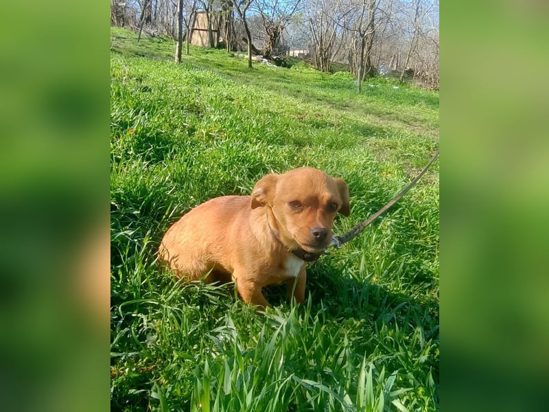 Eda Tierschutzhund sucht ein Zuhause