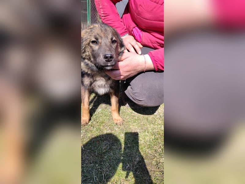Mila – 6 Monate, zauberhaftes Hundekind mit Schäffi Zeichnung
