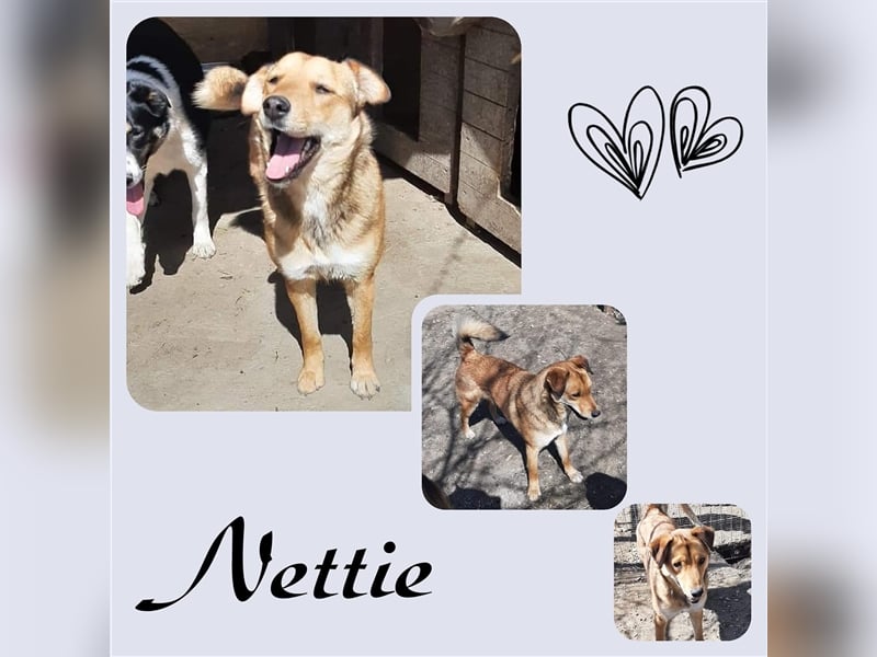 Unsere tolle Nettie sucht ihre Menschen!