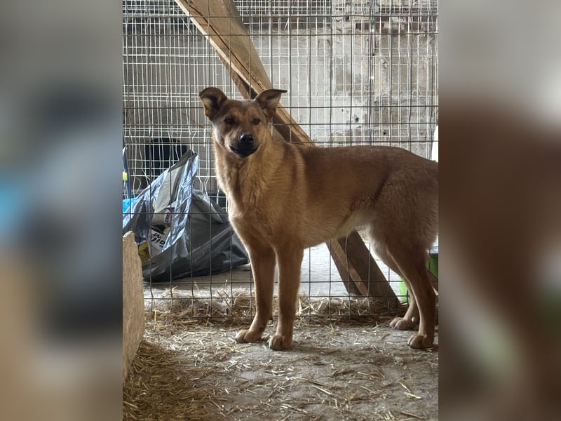 BROWN BEAUTY, Hündin, 1 Jahr, 55 cm, Mischling, Tierschutz