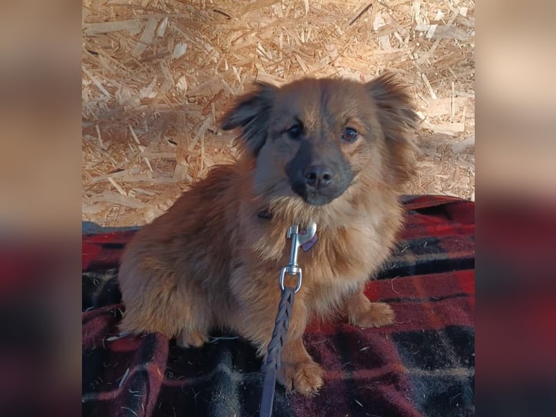 Suri Tierschutzhund sucht ein Zuhause