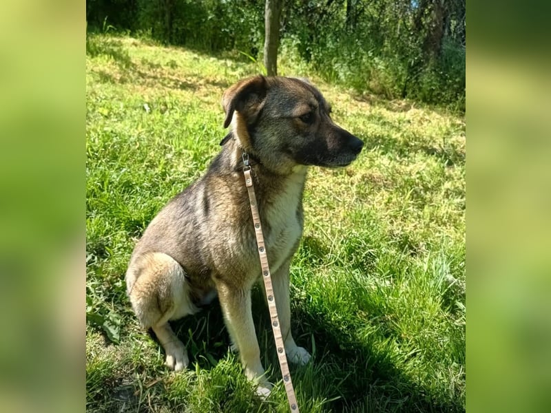 Kara Tierschutzhund sucht ein Zuhause