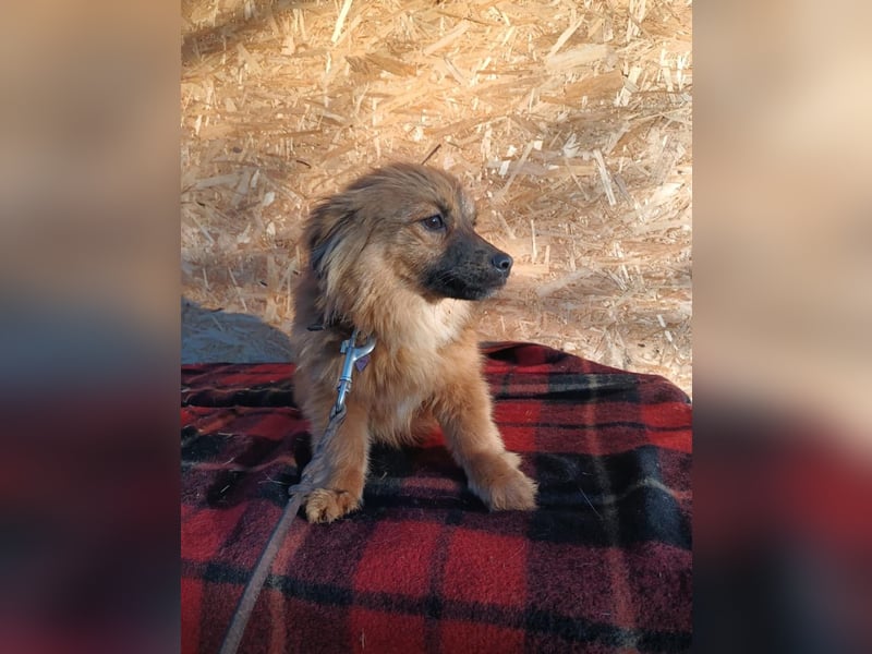 Suri Tierschutzhund sucht ein Zuhause