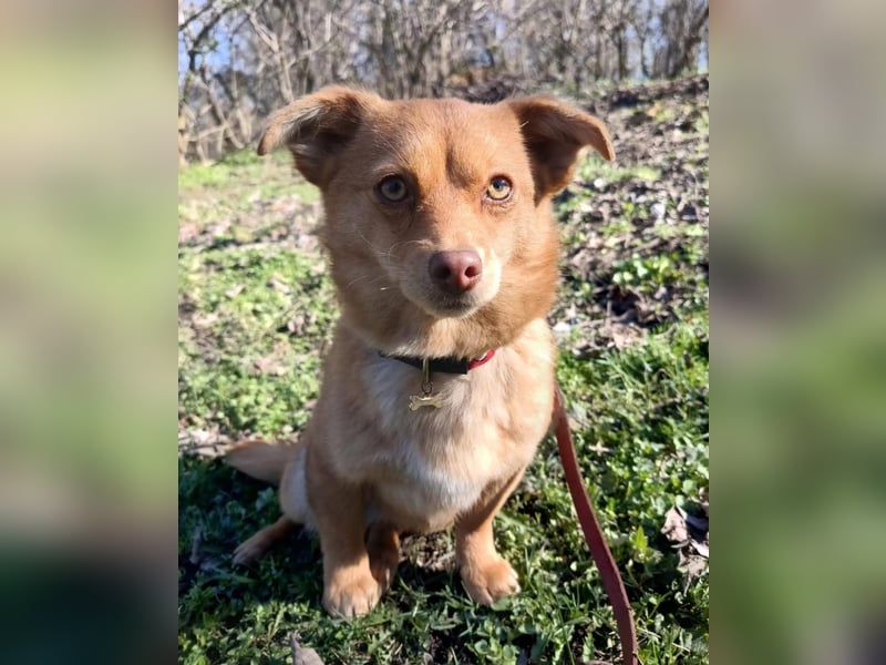 Lina Tierschutzhund sucht ein Zuhause
