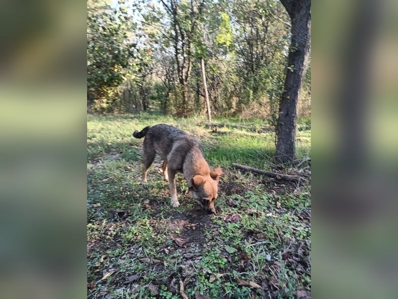 Maja Tierschutzhund sucht ein Zuhause
