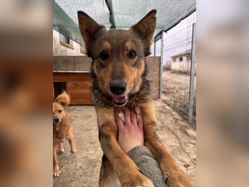 ⭐️HERA⭐️, Hündin, 3,5 Jahre, 48 cm, Mischling, Tierschutz