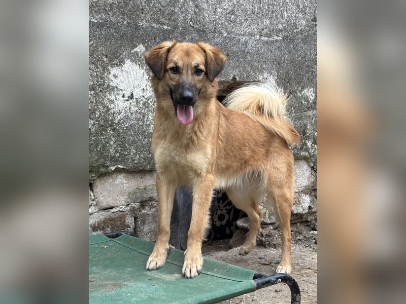 DISSY, Hündin, 2 Jahre, 50 cm, Mischling, Tierschutz
