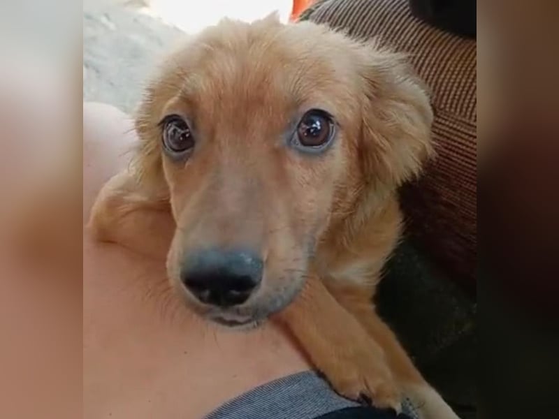 MAJA, liebe Hündin, 5 Monate, aktuell 26 cm, Mischling, Tierschutz
