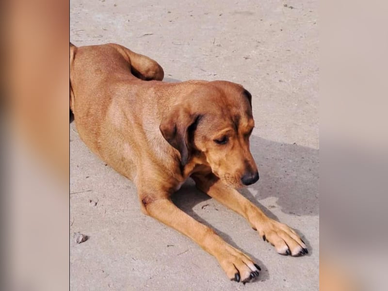 Fata Tierschutzhund sucht ein Zuhause