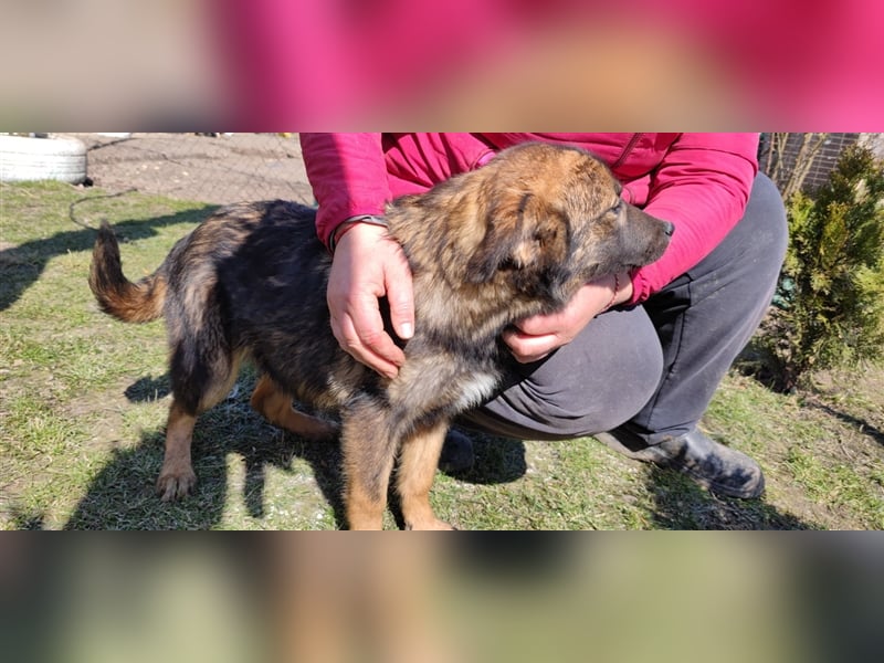Mila – 6 Monate, zauberhaftes Hundekind mit Schäffi Zeichnung