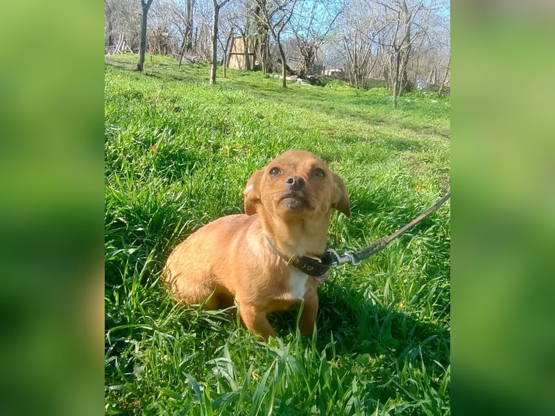 Eda Tierschutzhund sucht ein Zuhause