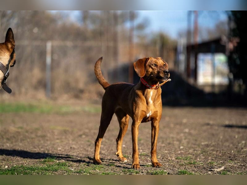 Maja, Hungarian Viszla, möchte Bulgarien ganz schnell verlassen