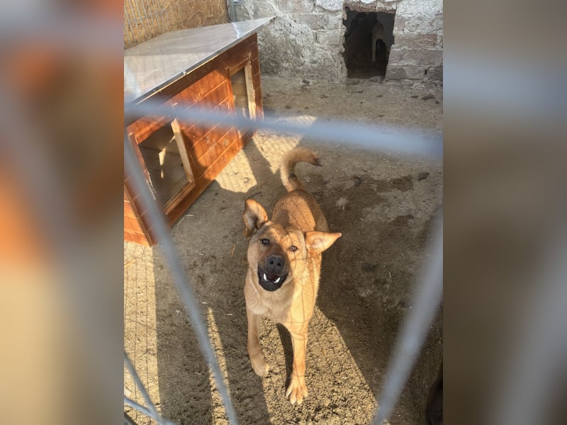 BROWN BEAUTY, Hündin, 1 Jahr, 55 cm, Mischling, Tierschutz